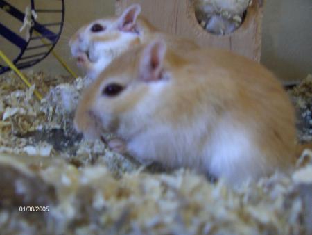 mes 2 gerbilles